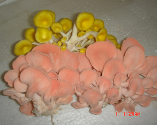 榆黃蘑（黃金菇）