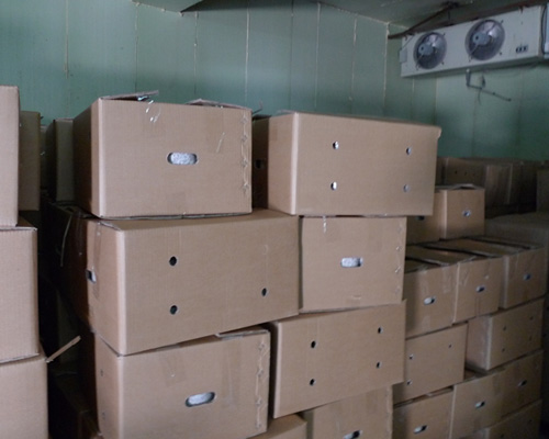 出口型平菇、杏鮑菇菌包包裝，長45