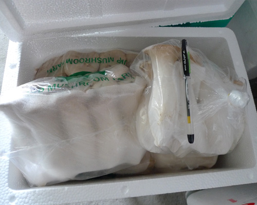 出口精品杏鮑菇